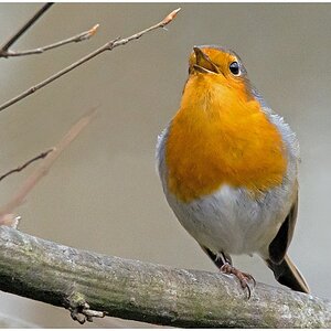 D71 2931 Trällerdes Rotkehlchen II B 2 2016