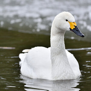 Zwergschwan 012016