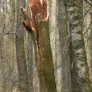 Waldkauz Esche