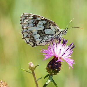 Schachbrettfalter besucht Flockenblume