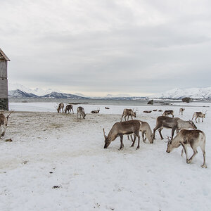 2016 Tromsø 75