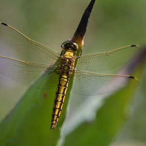 Libelle