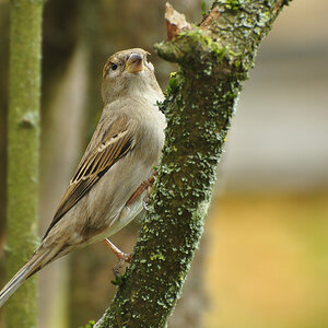 DSC 5409 Spatz