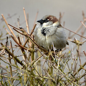 DSC 0874 Spatz
