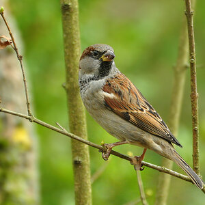 DSC 5410 Spatz