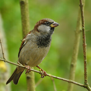 DSC 5411 Spatz