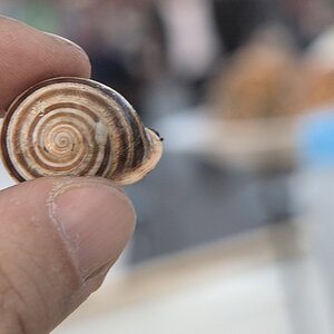 s375 Marrakech Schnecken 1842  1