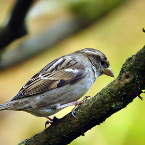 DSC 5413 Spatz