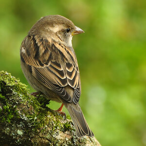 DSC 5415 Spatz