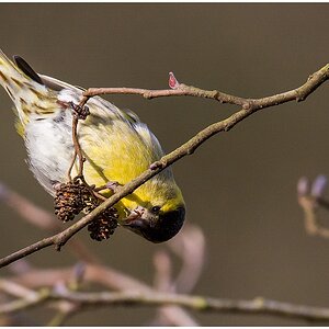 D71 2793 Erlenzeisig VI 2 2016