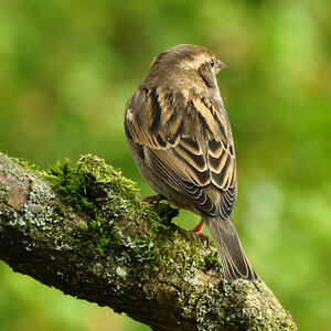 DSC 5416 Spatz
