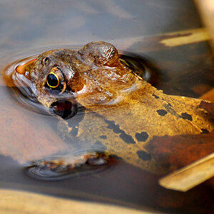 DSC 5643 Frosch