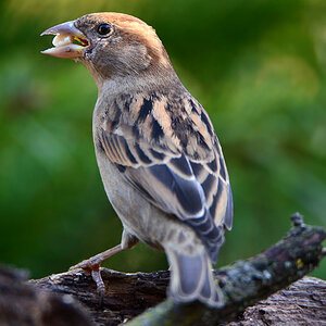 DSC 9971 Spatz
