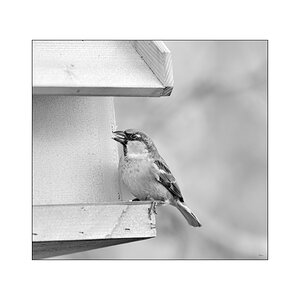 VogelPZ1 2152