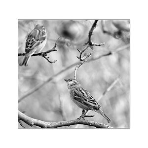 VogelPZ1 2162
