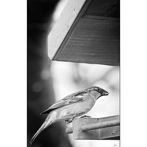 VogelPZ1 2167