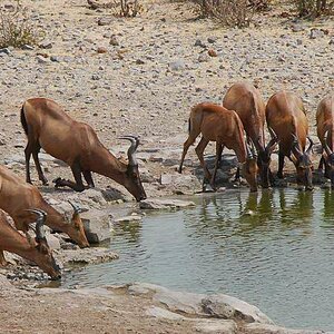 red hardebeest