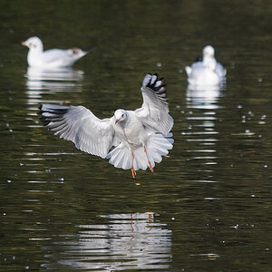 Moewe im Anflug
