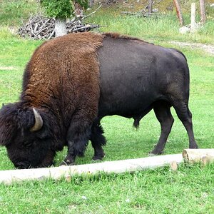 Bison im Yellowstone Nationalpark