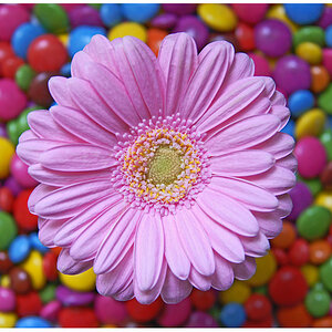 gerbera auf smarties