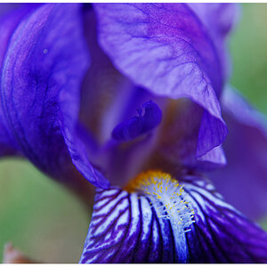 iris