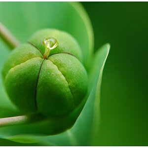 knospe+tropfen