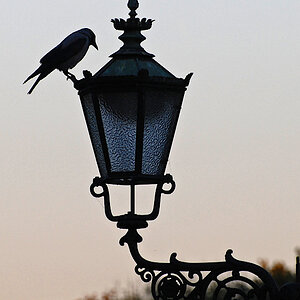 Laterne+Vogel