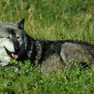 Arctic Wolf