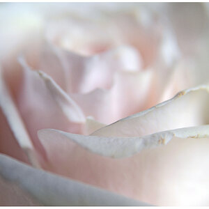 rose fast weiss