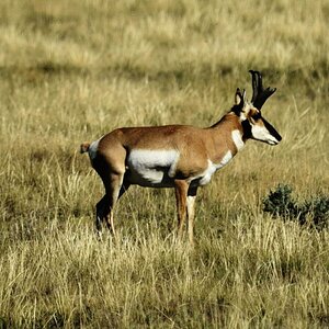 Antilope