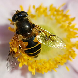 Erste Versuche mit dem Tamron SP AF 90 Macro