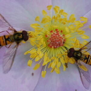Insekten