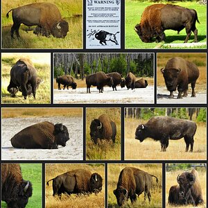 Bisons im Yellowstone NP