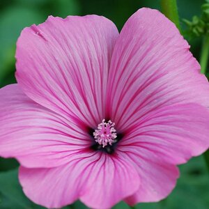 Blume