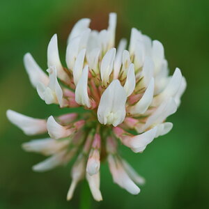Klebeblüte auf dem Rasen