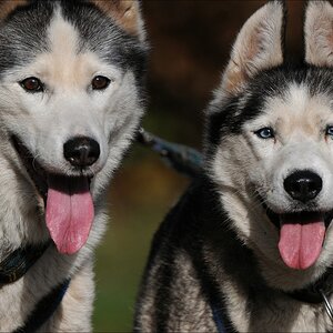 comp Schlittenhund 0311