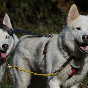 comp Schlittenhund 0428