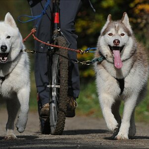 comp Schlittenhund 0502