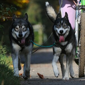 comp Schlittenhund 0536