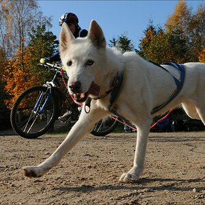 comp Schlittenhund 0757