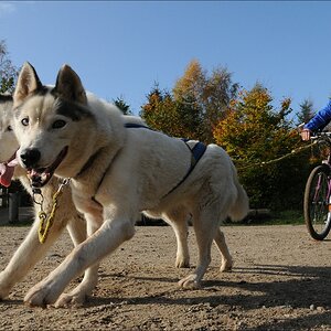 comp Schlittenhund 0779