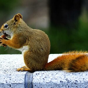 Squirrel