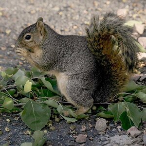 Squirrel mit Nuß