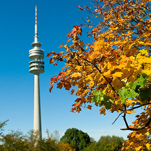 Herbstlaub vor Olympiaturm