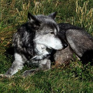 Arctic Wolf