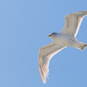 Seagull