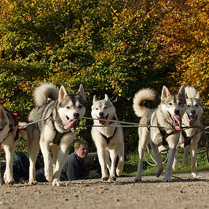 Husky
