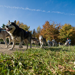 Husky1