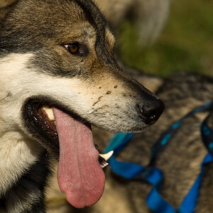 Husky2