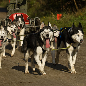 Husky3